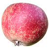 Æ B L E G R U P P E N